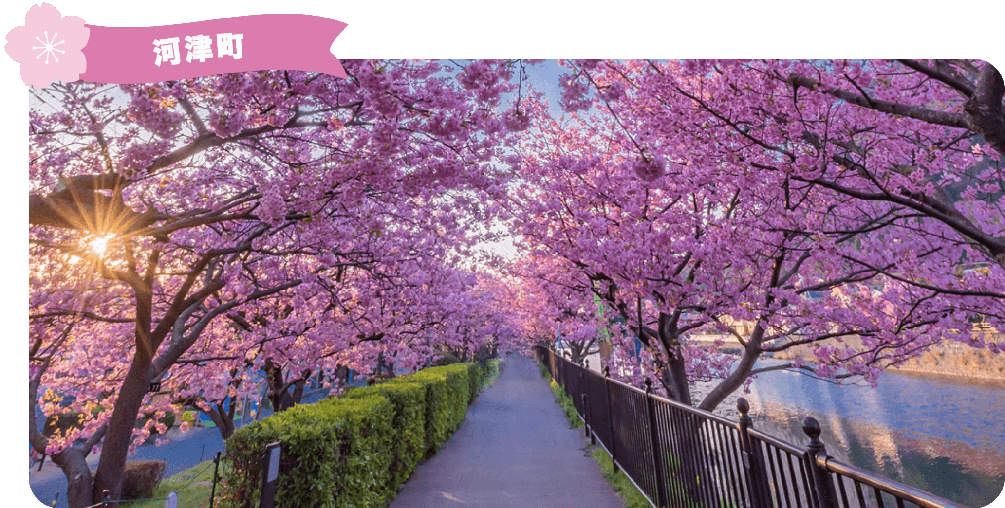 河津町の桜